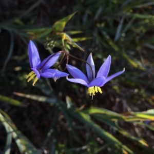 Stypandra glauca at Majura, ACT - 22 Aug 2015