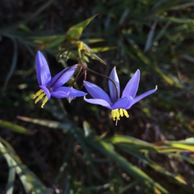 Stypandra glauca (Nodding Blue Lily) at Mount Majura - 22 Aug 2015 by AaronClausen