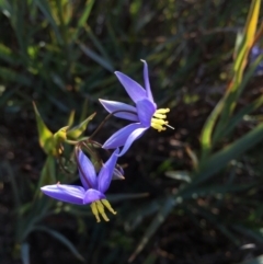 Stypandra glauca at Majura, ACT - 22 Aug 2015