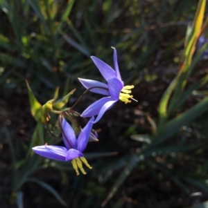 Stypandra glauca at Majura, ACT - 22 Aug 2015