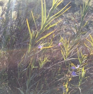 Stypandra glauca at Majura, ACT - 22 Aug 2015