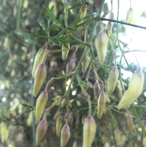 Clematis leptophylla at Majura, ACT - 22 Aug 2015