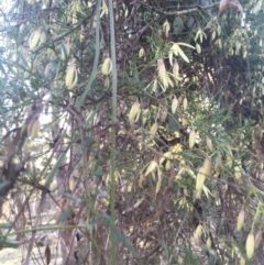 Clematis leptophylla at Majura, ACT - 22 Aug 2015