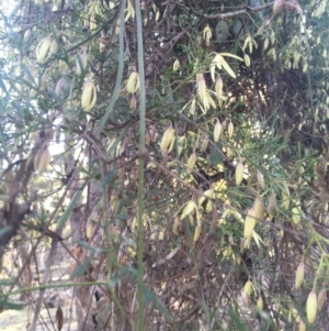 Clematis leptophylla at Majura, ACT - 22 Aug 2015