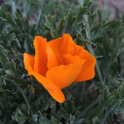 Eschscholzia californica (California Poppy) at Point Hut to Tharwa - 16 Aug 2015 by michaelb