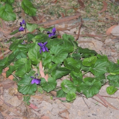 Viola odorata (Sweet Violet, Common Violet) at Gordon, ACT - 13 Jun 2015 by michaelb