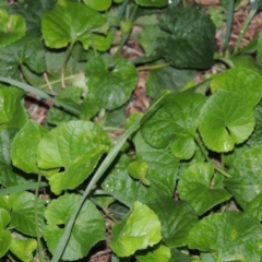 Viola odorata (Sweet Violet, Common Violet) at Gordon, ACT - 21 May 2015 by MichaelBedingfield