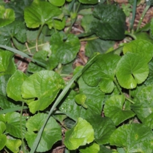 Viola odorata at Gordon, ACT - 21 May 2015