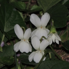 Viola odorata (Sweet Violet, Common Violet) at Bonython, ACT - 22 Aug 2015 by michaelb