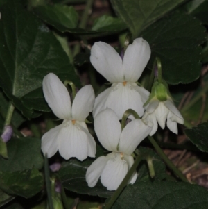 Viola odorata at Bonython, ACT - 22 Aug 2015