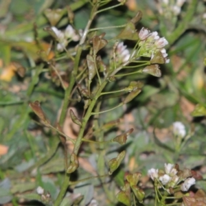 Capsella bursa-pastoris at Bonython, ACT - 22 Aug 2015 07:20 PM