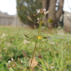 Capsella bursa-pastoris (Shepherd's Purse) at Pollinator-friendly garden Conder - 21 Aug 2015 by michaelb