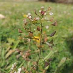 Capsella bursa-pastoris at Conder, ACT - 21 Aug 2015 11:58 AM