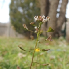 Capsella bursa-pastoris at Conder, ACT - 21 Aug 2015 11:58 AM