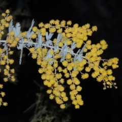 Acacia baileyana (Cootamundra Wattle, Golden Mimosa) at Bonython, ACT - 22 Aug 2015 by michaelb