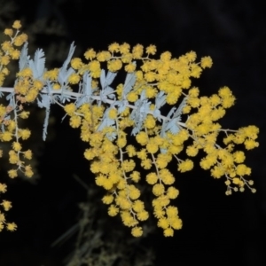 Acacia baileyana at Bonython, ACT - 22 Aug 2015 07:27 PM