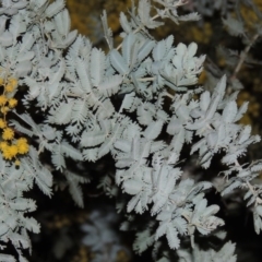 Acacia baileyana at Bonython, ACT - 22 Aug 2015