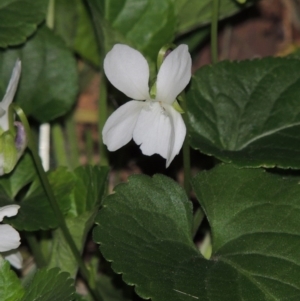 Viola odorata at Bonython, ACT - 22 Aug 2015