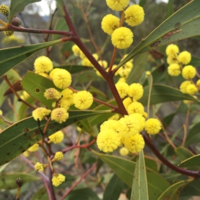 Acacia pycnantha (Golden Wattle) at Mount Ainslie - 23 Aug 2015 by AaronClausen