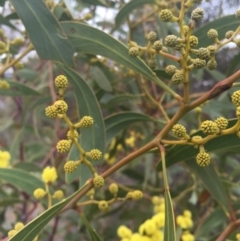 Acacia pycnantha at Majura, ACT - 23 Aug 2015