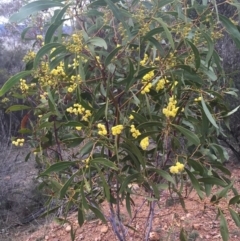 Acacia pycnantha at Majura, ACT - 23 Aug 2015