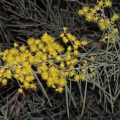 Acacia boormanii (Snowy River Wattle) at Stranger Pond - 22 Aug 2015 by michaelb