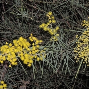 Acacia boormanii at Bonython, ACT - 22 Aug 2015