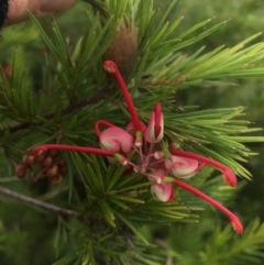 Grevillea rosmarinifolia subsp. rosmarinifolia (Rosemary Grevillea) at Mount Ainslie - 23 Aug 2015 by AaronClausen