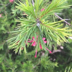 Grevillea rosmarinifolia subsp. rosmarinifolia at Campbell, ACT - 23 Aug 2015