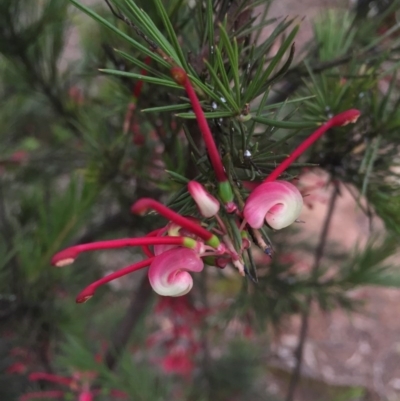 Grevillea rosmarinifolia subsp. rosmarinifolia (Rosemary Grevillea) at Mount Ainslie - 23 Aug 2015 by AaronClausen