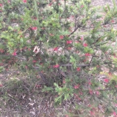 Grevillea rosmarinifolia subsp. rosmarinifolia at Campbell, ACT - 23 Aug 2015 03:36 PM