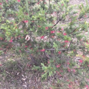 Grevillea rosmarinifolia subsp. rosmarinifolia at Campbell, ACT - 23 Aug 2015