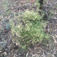 Clematis leptophylla (Small-leaf Clematis, Old Man's Beard) at Mount Ainslie - 23 Aug 2015 by AaronClausen