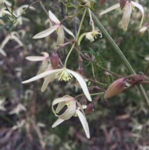 Clematis leptophylla at Ainslie, ACT - 23 Aug 2015