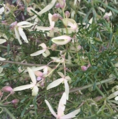 Clematis leptophylla at Ainslie, ACT - 23 Aug 2015