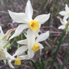 Narcissus tazetta (Jonquil) at Mount Ainslie - 23 Aug 2015 by AaronClausen
