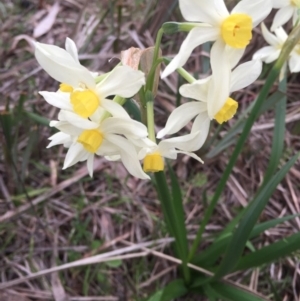 Narcissus tazetta at Ainslie, ACT - 23 Aug 2015 03:46 PM