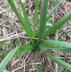 Narcissus tazetta at Ainslie, ACT - 23 Aug 2015 03:46 PM