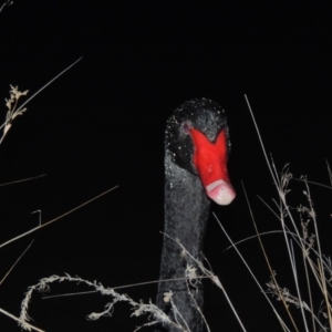 Cygnus atratus at Bonython, ACT - 22 Aug 2015 07:43 PM