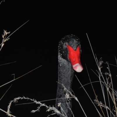 Cygnus atratus (Black Swan) at Bonython, ACT - 22 Aug 2015 by michaelb