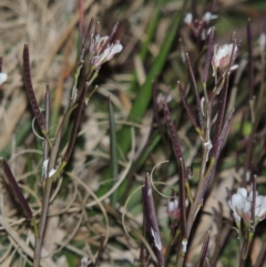 Cardamine sp. (Bittercress) at Bonython, ACT - 22 Aug 2015 by MichaelBedingfield