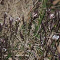 Cardamine sp. at Bonython, ACT - 22 Aug 2015