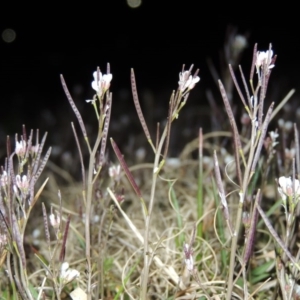 Cardamine sp. at Bonython, ACT - 22 Aug 2015 07:54 PM