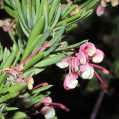 Grevillea rosmarinifolia/lanigera intergrade at Bonython, ACT - 22 Aug 2015 by michaelb