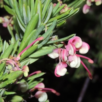 Grevillea rosmarinifolia/lanigera intergrade at Bonython, ACT - 22 Aug 2015 by MichaelBedingfield