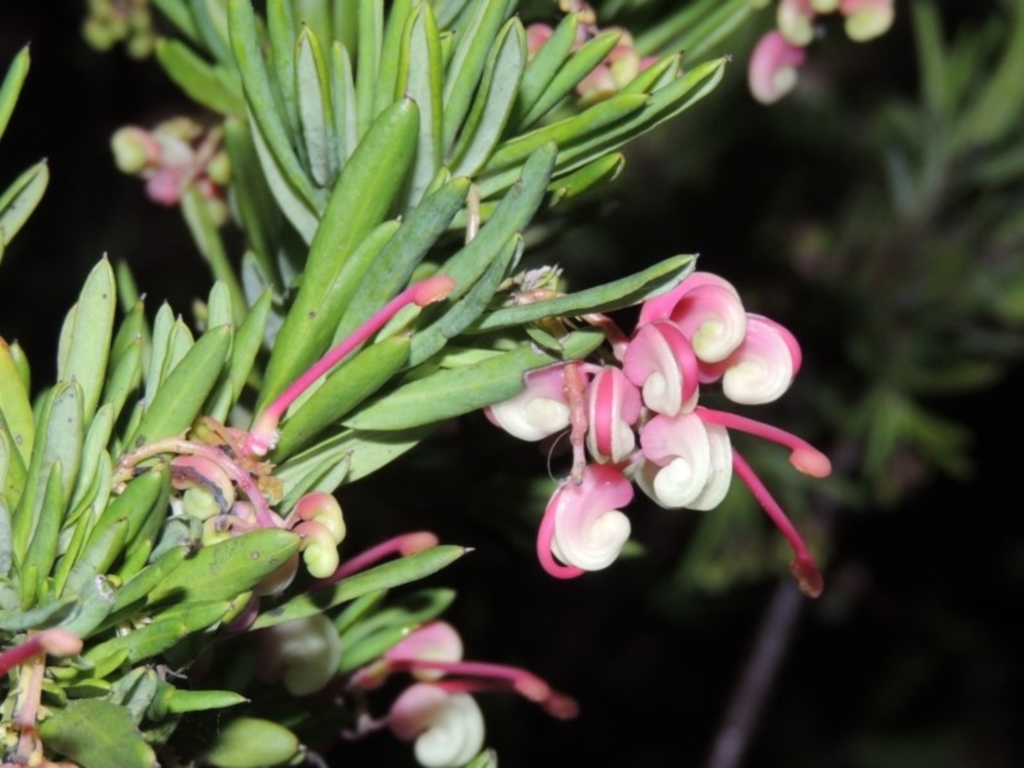 Grevillea rosmarinifolia/lanigera intergrade at Bonython, ACT - 22 Aug 2015