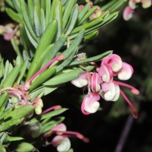 Grevillea rosmarinifolia/lanigera intergrade at Bonython, ACT - 22 Aug 2015