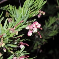 Grevillea rosmarinifolia/lanigera intergrade at Bonython, ACT - 22 Aug 2015