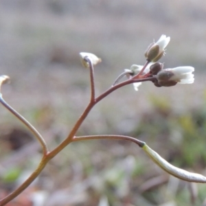 Erophila verna at Paddys River, ACT - 16 Aug 2015