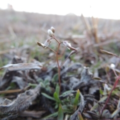 Erophila verna at Paddys River, ACT - 16 Aug 2015